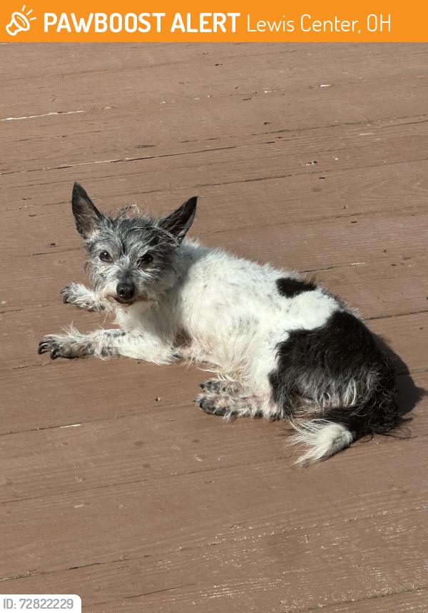 Found/Stray Female Dog last seen Near Wilhoit avenue - Lewis Center 43035, Lewis Center, OH 43035
