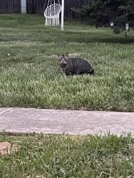 Found/Stray Unknown Cat last seen Rotterdam rd north , Village Shires, PA 18966