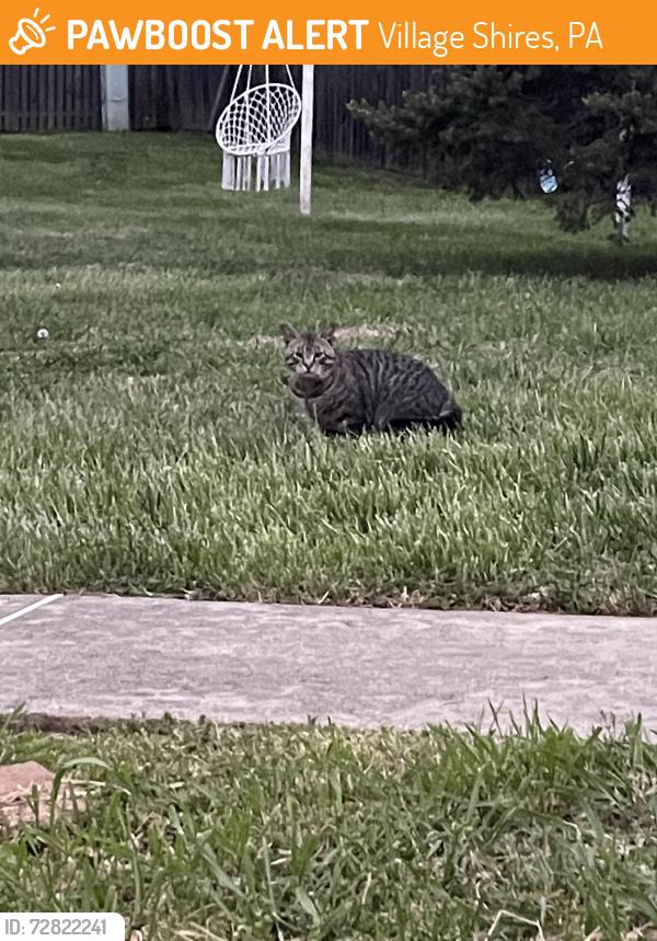 Found/Stray Unknown Cat last seen Rotterdam rd north , Village Shires, PA 18966