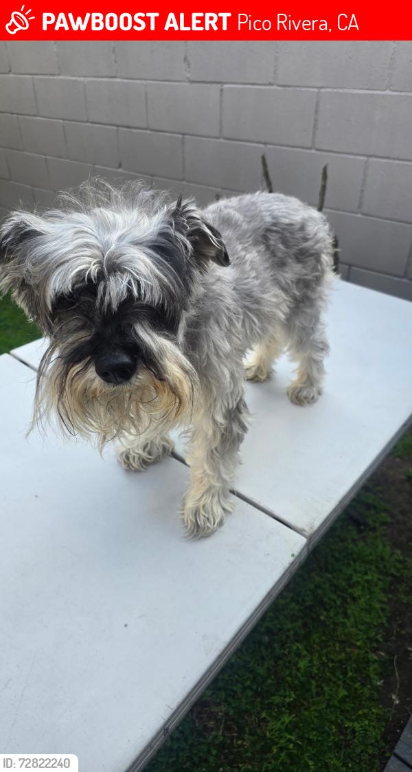 Lost Male Dog last seen Mines ave., Pico Rivera, CA 90660