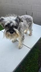 Lost Male Dog last seen Mines ave., Pico Rivera, CA 90660