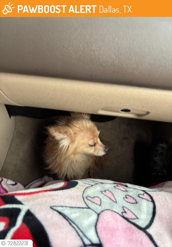Found/Stray Unknown Dog last seen Nogales Dr , Dallas, TX 75229