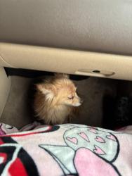 Found/Stray Unknown Dog last seen Nogales Dr , Dallas, TX 75229