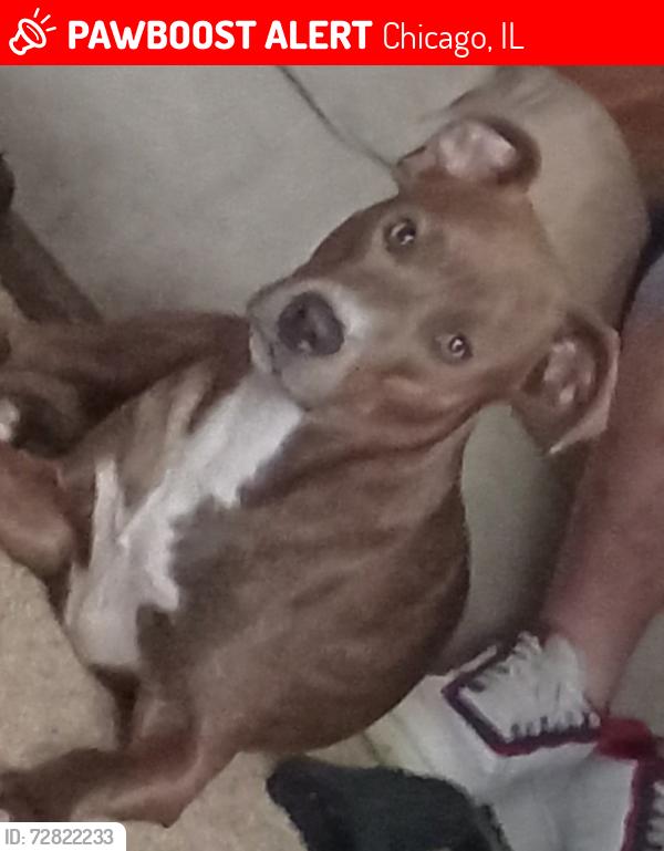 Lost Female Dog last seen Between Western and California 59th block , Chicago, IL 60629
