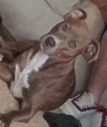 Lost Female Dog last seen Between Western and California 59th block , Chicago, IL 60629