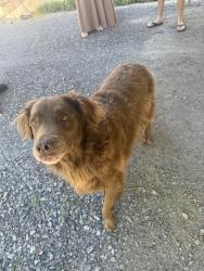 Found/Stray Male Dog last seen Top of Cagle Mtn near trading post , Dunlap, TN 37327