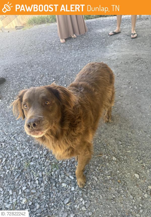 Found/Stray Male Dog last seen Top of Cagle Mtn near trading post , Dunlap, TN 37327