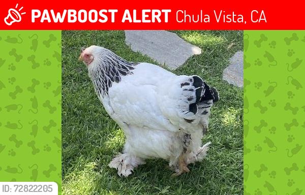 Lost Female Bird last seen Terra nova drive and N Rancho del Rey parkway , Chula Vista, CA 91910