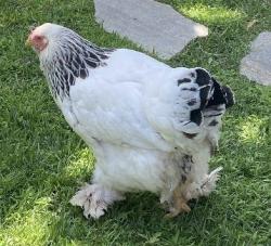 Lost Female Bird last seen Terra nova drive and N Rancho del Rey parkway , Chula Vista, CA 91910