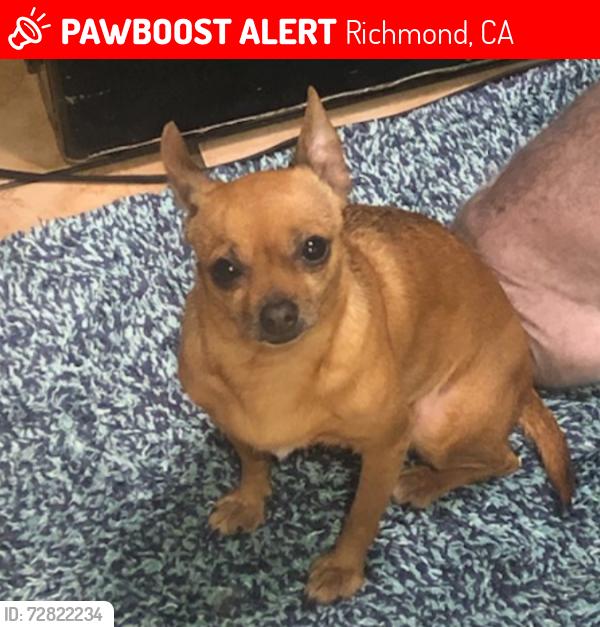 Lost Female Dog last seen Barrett, Richmond, CA 94804
