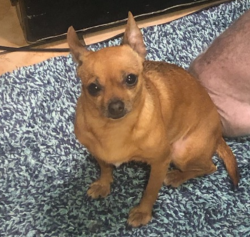 Lost Female Dog last seen Barrett, Richmond, CA 94804