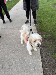 Found/Stray Male Dog last seen 83rd Kenneth, Chicago, IL 60652