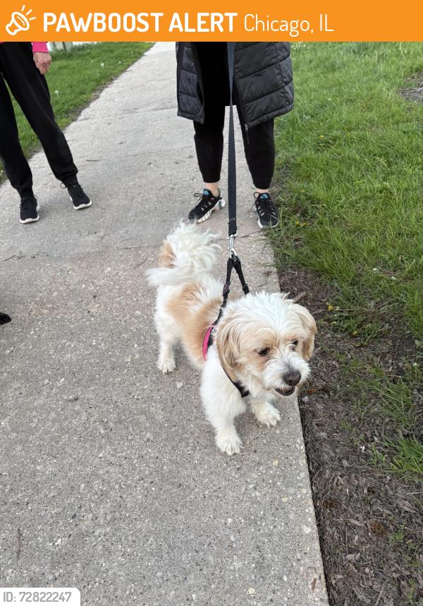 Found/Stray Male Dog last seen 83rd Kenneth, Chicago, IL 60652