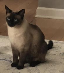 Lost Male Cat last seen wikle rd west Brentwood th, Brentwood, TN 37027