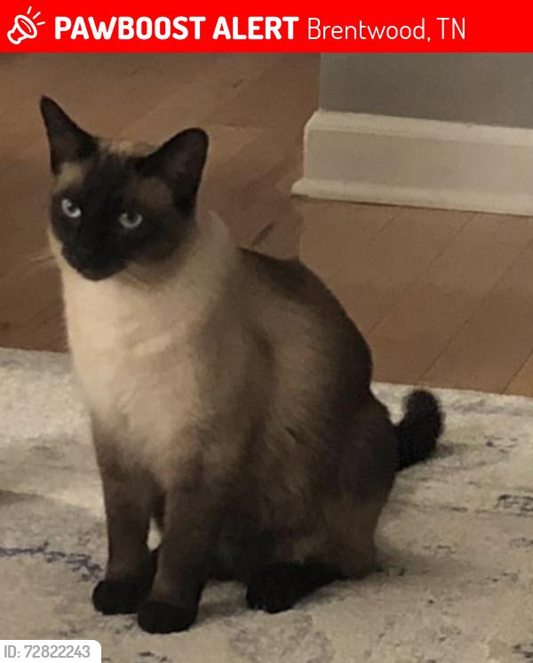 Lost Male Cat last seen wikle rd west Brentwood th, Brentwood, TN 37027
