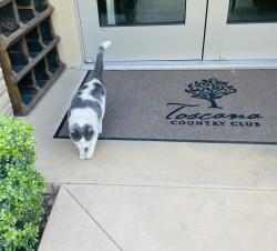 Lost Male Cat last seen Toscana CC, Indian Wells, CA 92210