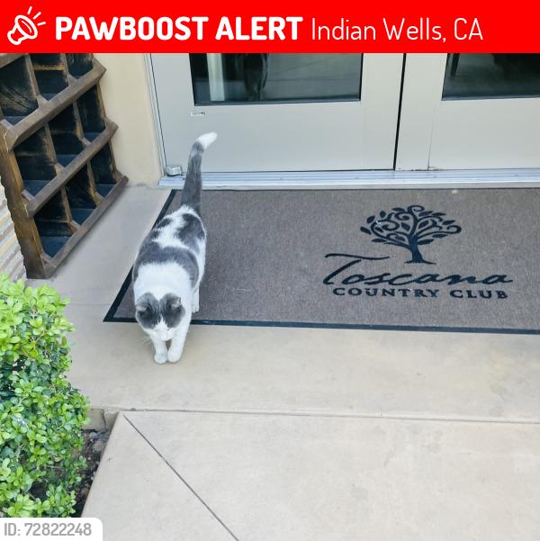 Lost Male Cat last seen Toscana CC, Indian Wells, CA 92210