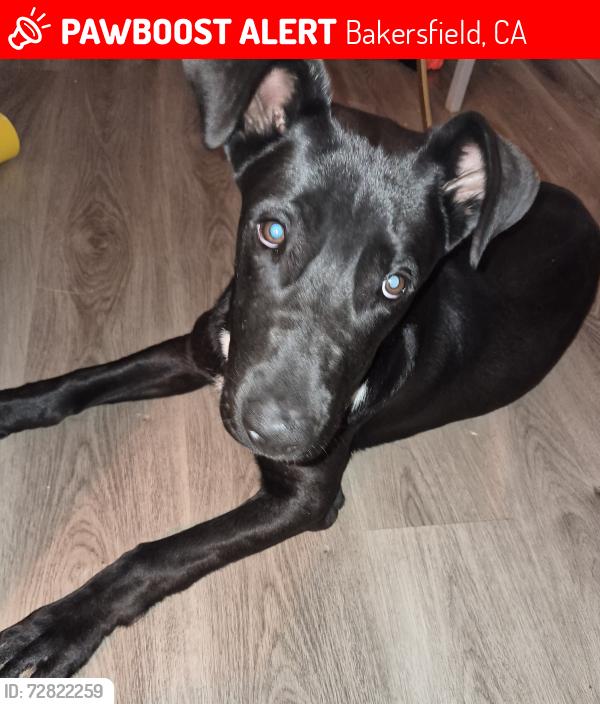 Lost Male Dog last seen Q street Bakersfield , Bakersfield, CA 93301