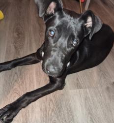 Lost Male Dog last seen Q street Bakersfield , Bakersfield, CA 93301