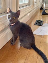 Lost Female Cat last seen Scheottler , Chesterfield, MO 63017