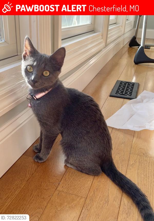 Lost Female Cat last seen Scheottler , Chesterfield, MO 63017
