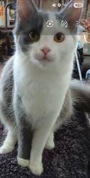 Lost Female Cat last seen Acadian Woods Dr , Charlotte, NC 28227