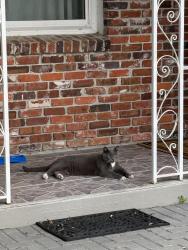 Found/Stray Unknown Cat last seen Heatherington, bay lake rd, Orlando, FL 32808