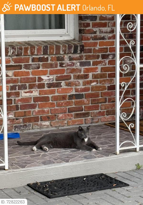 Found/Stray Unknown Cat last seen Heatherington, bay lake rd, Orlando, FL 32808