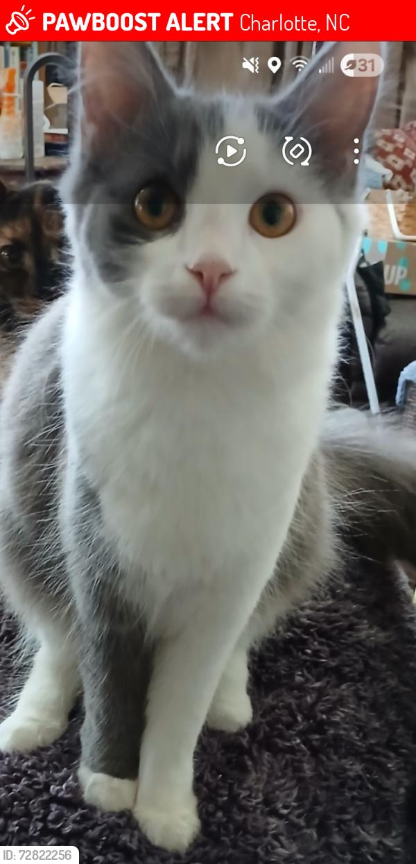 Lost Female Cat last seen Acadian Woods Dr, Charlotte, NC 28227