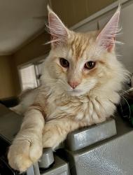 Lost Male Cat last seen Tannehill Blvd & Greenbrier Rd near Center Star Market, Killen, AL 35645