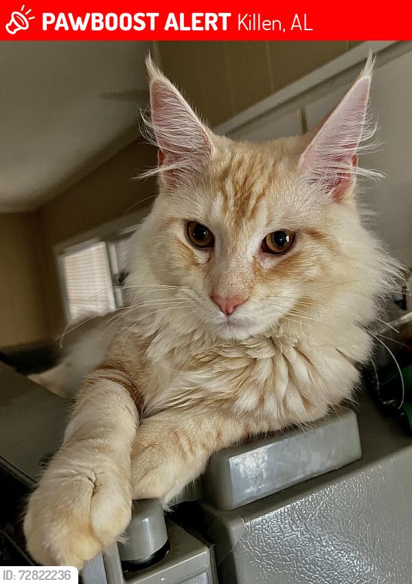 Lost Male Cat last seen Tannehill Blvd & Greenbrier Rd near Center Star Market, Killen, AL 35645