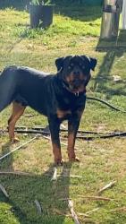 Lost Male Dog last seen Ramona, Montclair, CA 91763