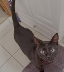 Lost Male Cat last seen Brown St and South Park Ave , Lackawanna, NY 14218