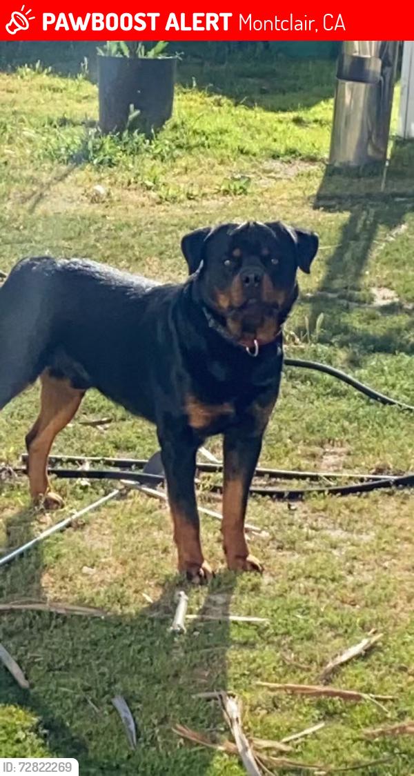 Lost Male Dog last seen Ramona, Montclair, CA 91763
