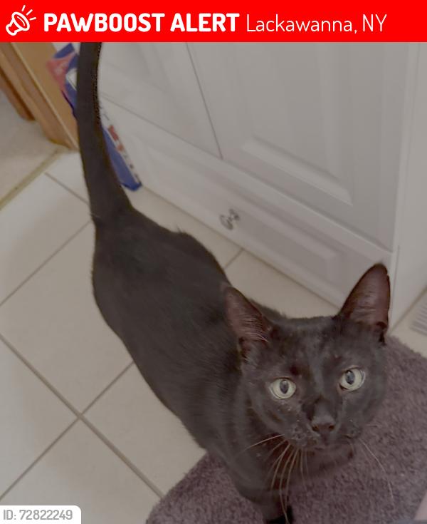 Lost Male Cat last seen Brown St and South Park Ave , Lackawanna, NY 14218