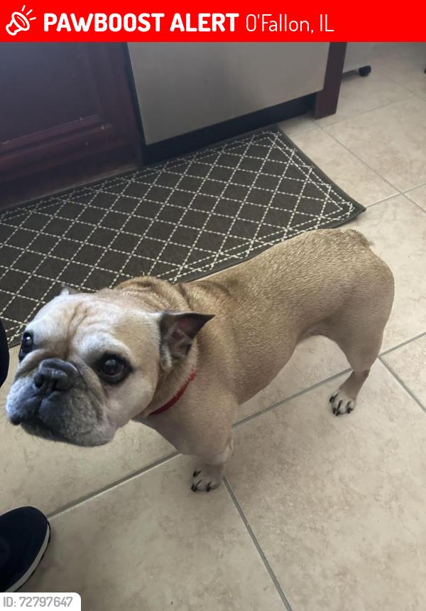 Lost Male Dog last seen Spartan Circle #1, O'Fallon, IL 62269