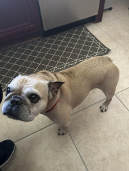 Lost Male Dog last seen Spartan Circle #1, O'Fallon, IL 62269