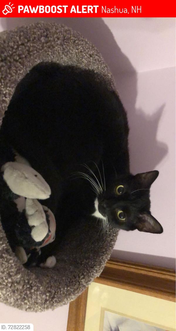 Lost Female Cat last seen carlisle road nashua nh, Nashua, NH 03062
