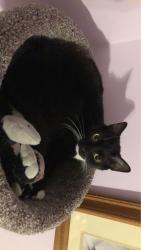 Lost Female Cat last seen carlisle road nashua nh, Nashua, NH 03062