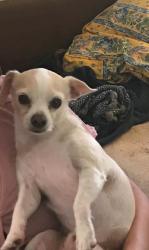 Lost Male Dog last seen Ocean view, imperial ave, S 35th st, S33rd st, San Diego, CA 92113