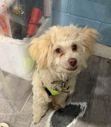 Lost Male Dog last seen Near nw 2nd ave, Miami, FL 33168