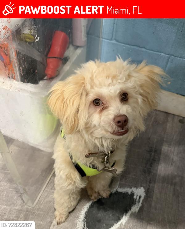 Lost Male Dog last seen Near nw 2nd ave, Miami, FL 33168
