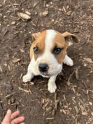 Found/Stray Male Dog last seen fountain inn, Fountain Inn, SC 29644