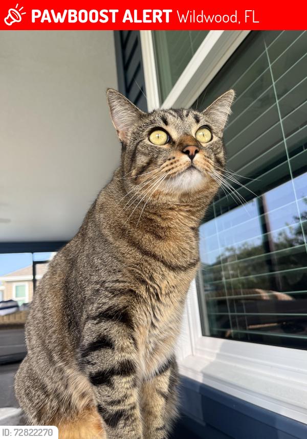 Lost Female Cat last seen The village of Citrus grove, Wildwood, FL 34785