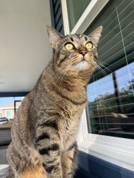 Lost Female Cat last seen The village of Citrus grove , Wildwood, FL 34785