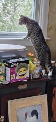 Lost Female Cat last seen Valley Forge Crossing, Eagleville, PA 19403