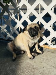 Lost Male Dog last seen Near beach st Los Angeles CA 90002, Los Angeles, CA 90002