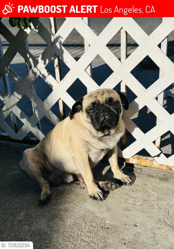 Lost Male Dog last seen Near beach st Los Angeles CA 90002, Los Angeles, CA 90002