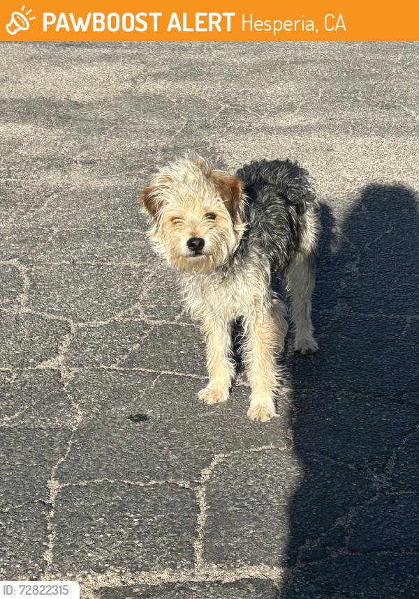 Found/Stray Unknown Dog last seen 11th ave., Hesperia, CA 92345