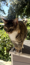 Lost Female Cat last seen Harris & Ashe in Silver Creek, Bakersfield, CA 93313